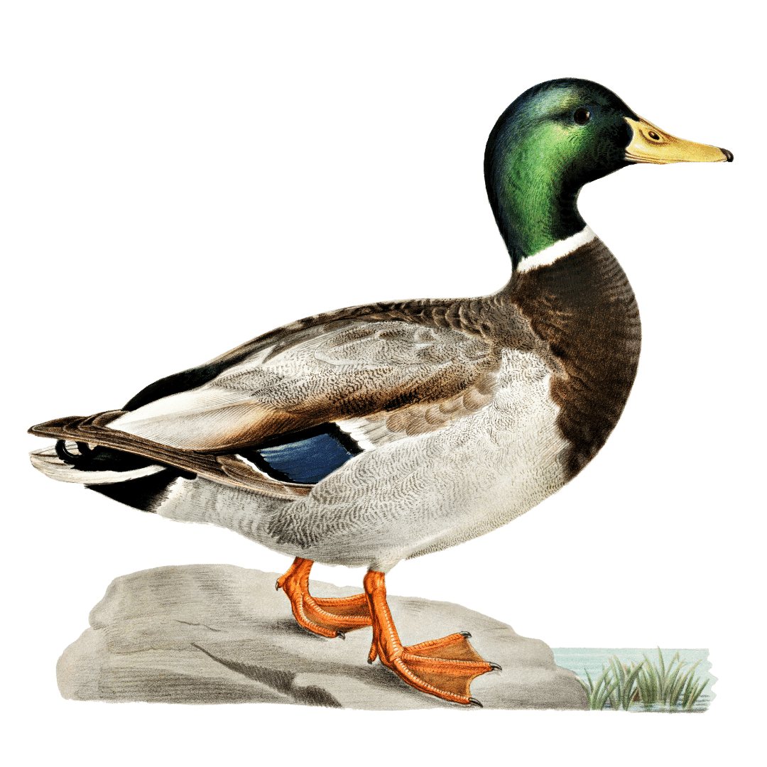 Mallard_Duck.png